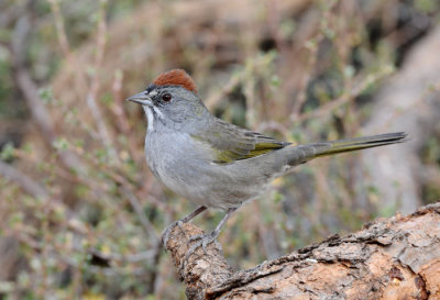 Green-tailed Towhee  0909-1j  La Pine, OR