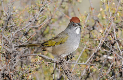 Green-tailed Towhee  0909-4j  La Pine, OR