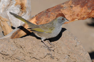 Green-tailed Towhee  0909-6j  La Pine, OR
