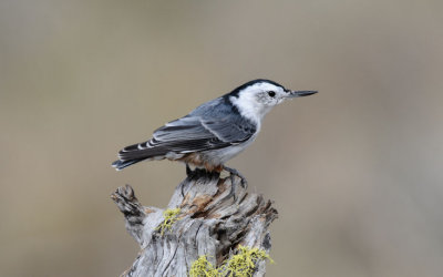 White-breasted Nuthatch 0909-1j  La Pine, OR