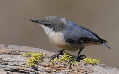 Pygmy Nuthatch 0909-1j  La Pine, OR