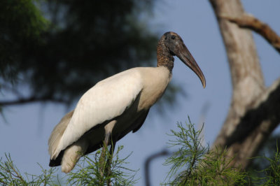 Wood Stork  0409-1j  Corkscrew Swamp