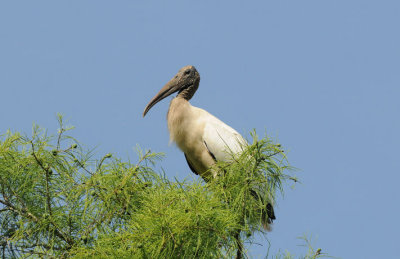 Wood Stork  0409-7j  Corkscrew Swamp