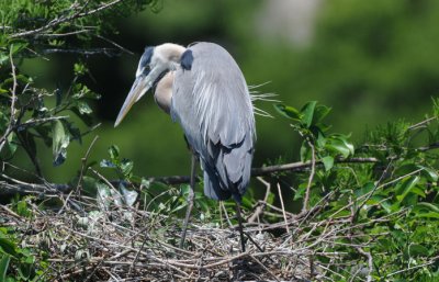 Blue Heron Nest  0409-2j  Wakodahatchee