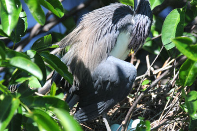 Little Blue Heron on Nest  0409-7j  Wakodahatchee