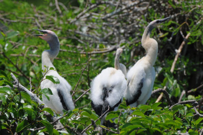 Anhinga Nest  0409-3j  Everglades