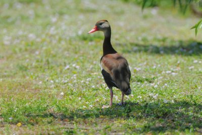 Black-bellied Whistling Duck  0409-1j  Wakodahatchee