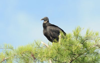 Black Vulture  0409-3j  Big Cypress