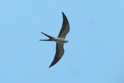 Swallow-tailed Kite  0409-1j  Corkscrew Swamp