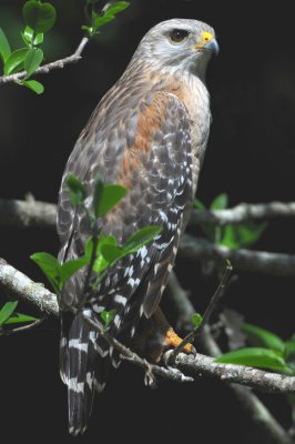 Red-shouldered Hawk 0409-6j  Corkscrew Swamp