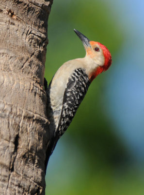 Red-bellied Woodpecker  0409-3j  Sanibel