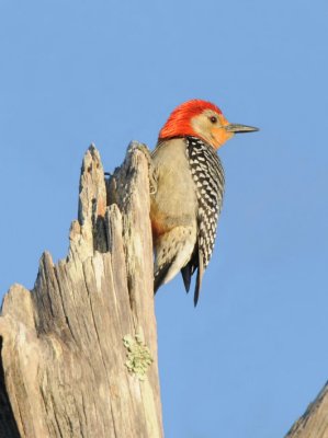Red-bellied Woodpecker  0409-5j  Corkscrew Swamp