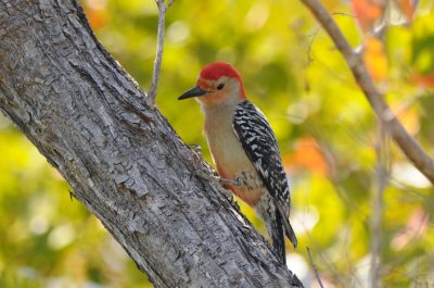 Red-bellied Woodpecker  0409-2j  Sanibel