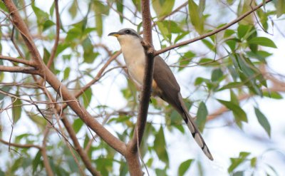 Mangrove Cuckoo  0409-1j  Key Largo