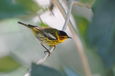 Cape May Warbler  0409-1j  Green Cay