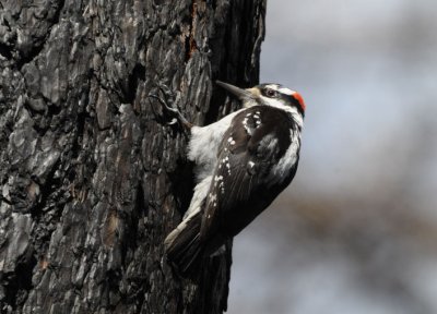 Hairy Woodpecker 0610-1j  Bethel Ridge