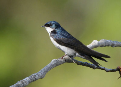 Tree Swallow  0610-1j  Yakima Valley