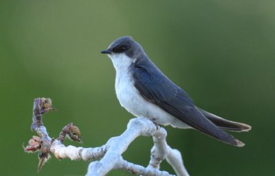 Tree Swallow Female  0610-4j  Yakima Valley