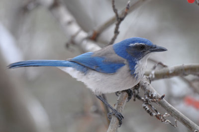 Western Scrub Jay 1210-1j Yard