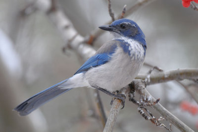 Western Scrub Jay  1210-2j  Yard