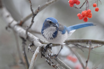 Western Scrub Jay  1210-3j  Yard