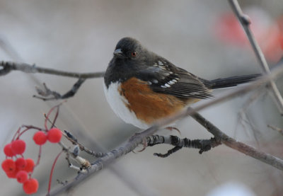 Spotted Towhee 1210-1j  Yard