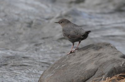 Dipper 0111-1j  Naches River
