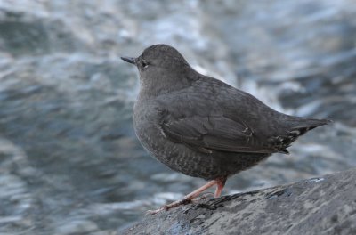 Dipper 0111-3j  Naches River