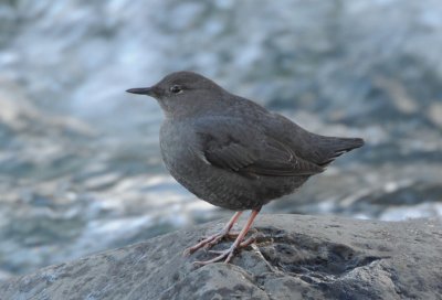 Dipper 0111-4j  Naches River