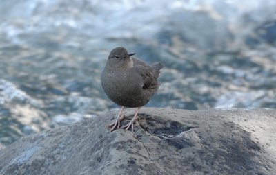Dipper 0111-6j  Naches River