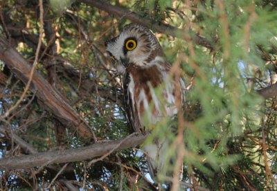 Northern Saw-whet Owl 0111-1j  Parker Heights