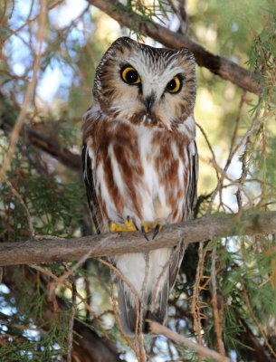 Northern Saw-whet Owl 0111-2j  Parker Heights