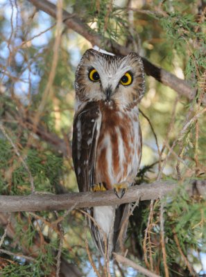 Northern Saw-whet Owl 0111-3j  Parker Heights