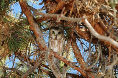Northern Saw-whet Owl 0111-4j  Parker Heights