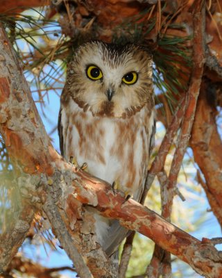Northern Saw-whet Owl 0111-5j  Parker Heights