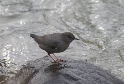 Dipper 0111-7j  Naches River