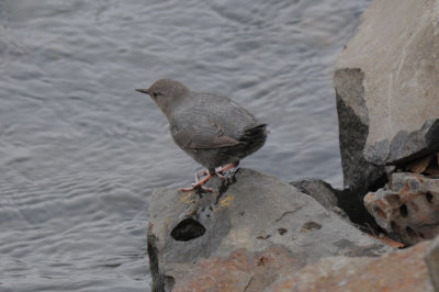 Dipper 0111-8j  Naches River