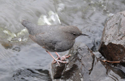Dipper 0111-10j  Naches River