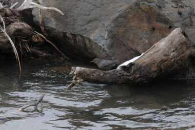 Dipper 0111-12j  Naches River
