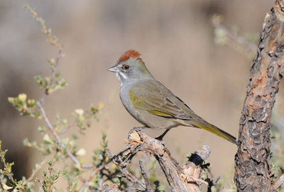 Green-tailed Towhee  0910-2j  La Pine, OR