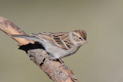 Brewers Sparrow 0910-2j La Pine, OR