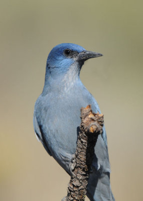 Pinyon Jay  0910-2j  La Pine, OR