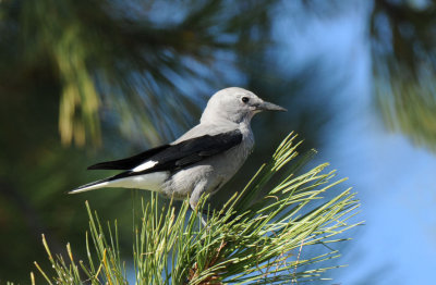 Clarks Nutcracker  0910-2j  La Pine, OR