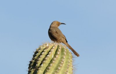 Curve Billed Thrasher  0208-2j  Papago Park, AZ