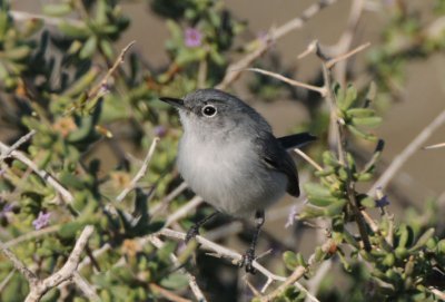 Black-tailed Gnatcatcher  0208-1j  Salome Hwy., AZ