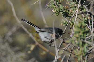 Black-tailed Gnatcatcher 0208-3j Salome Hwy., AZ