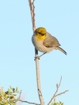 Verdin  0208-2j  Gilbert, AZ