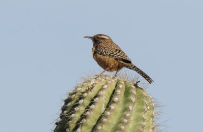 Cactus Wren 0208-2j  Papago Park, AZ