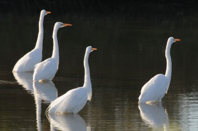 Great Egrets  0208-3j  Gilbert, AZ