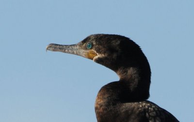 Neotropic Cormorant  0208-2j  Gilbert, AZ